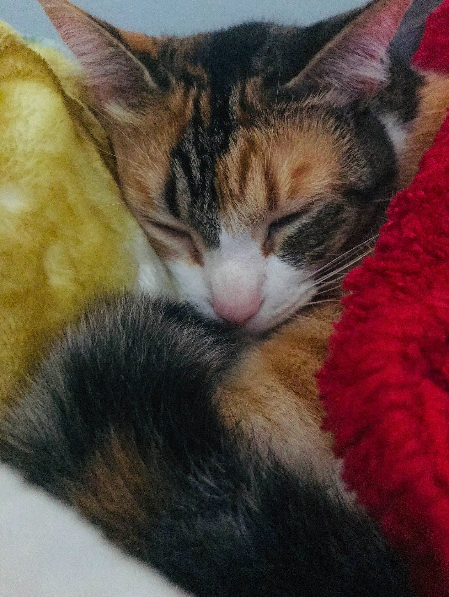 Tails joined the competition — help win amazing prizes! aegean_cat, american_wirehair, asian, carnivore, cat, domestic_short_haired_cat, european_shorthair, felidae, fur, kitten, mammal, nap, oriental_longhair, polydactyl_cat, sleep, small_to_medium_sized_cats, snout, tail, whiskers