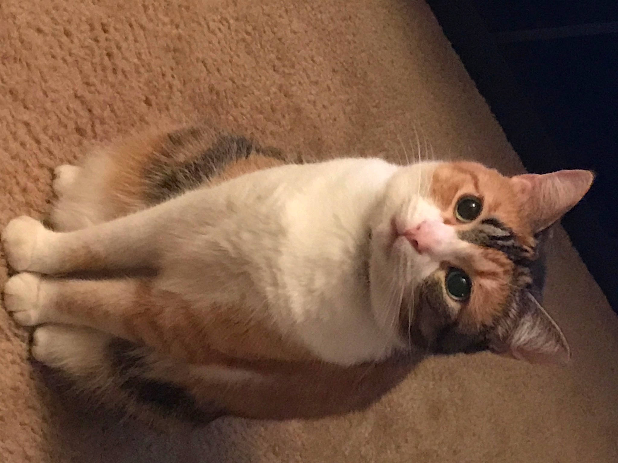 Tails is registered to the contest to win money with this photo: aegean_cat, american_wirehair, asian, carnivore, cat, claw, domestic_short_haired_cat, european_shorthair, fawn, felidae, fur, kitten, mammal, munchkin, ojos_azules, paw, photo_caption, polydactyl_cat, small_to_medium_sized_cats, whiskers