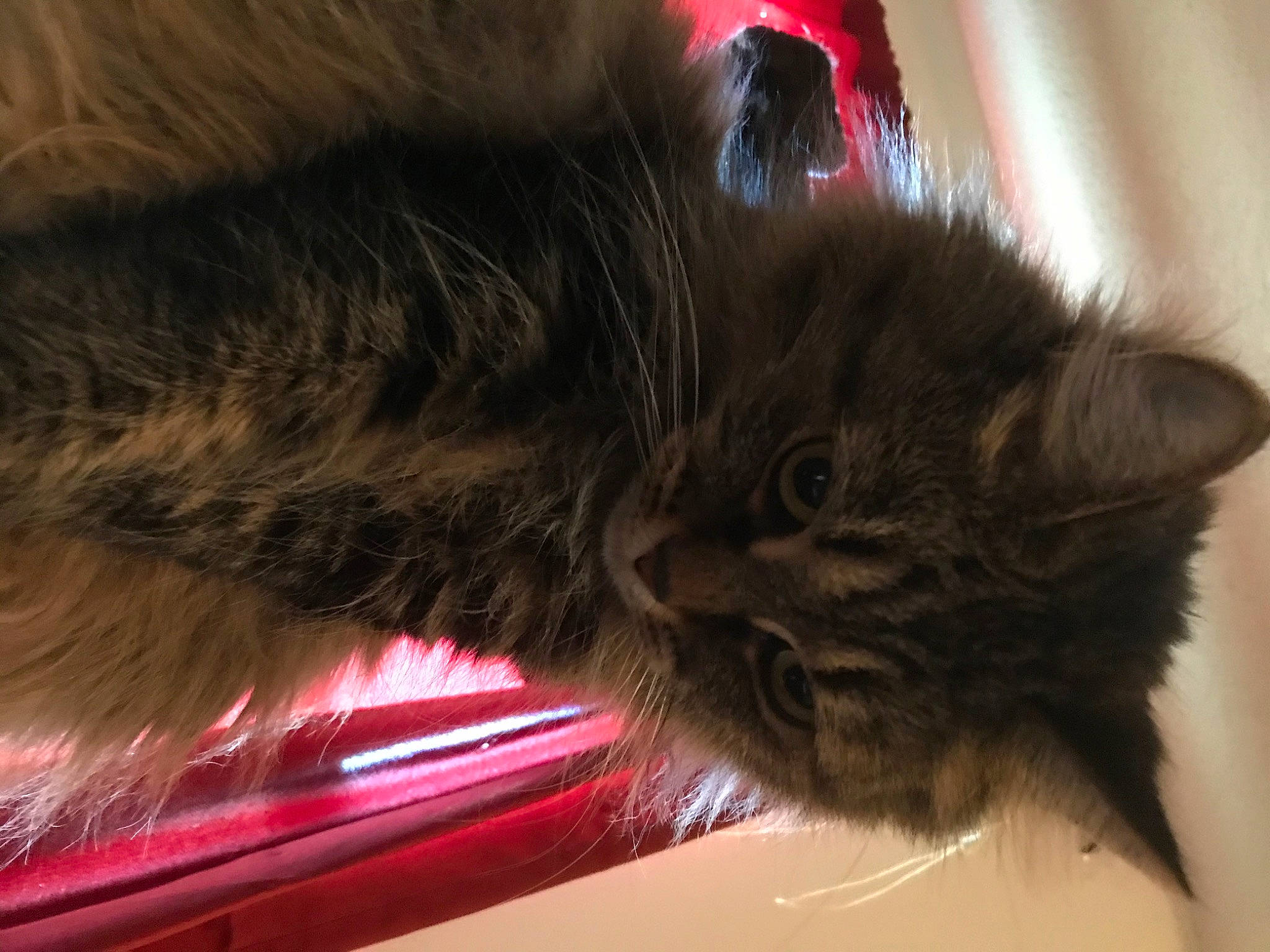 Smush is registered to the contest to win money with this photo: british_semi_longhair, carnivore, cat, domestic_long_haired_cat, ear, felidae, fur, mammal, nebelung, norwegian_forest_cat, small_to_medium_sized_cats, snout, whiskers