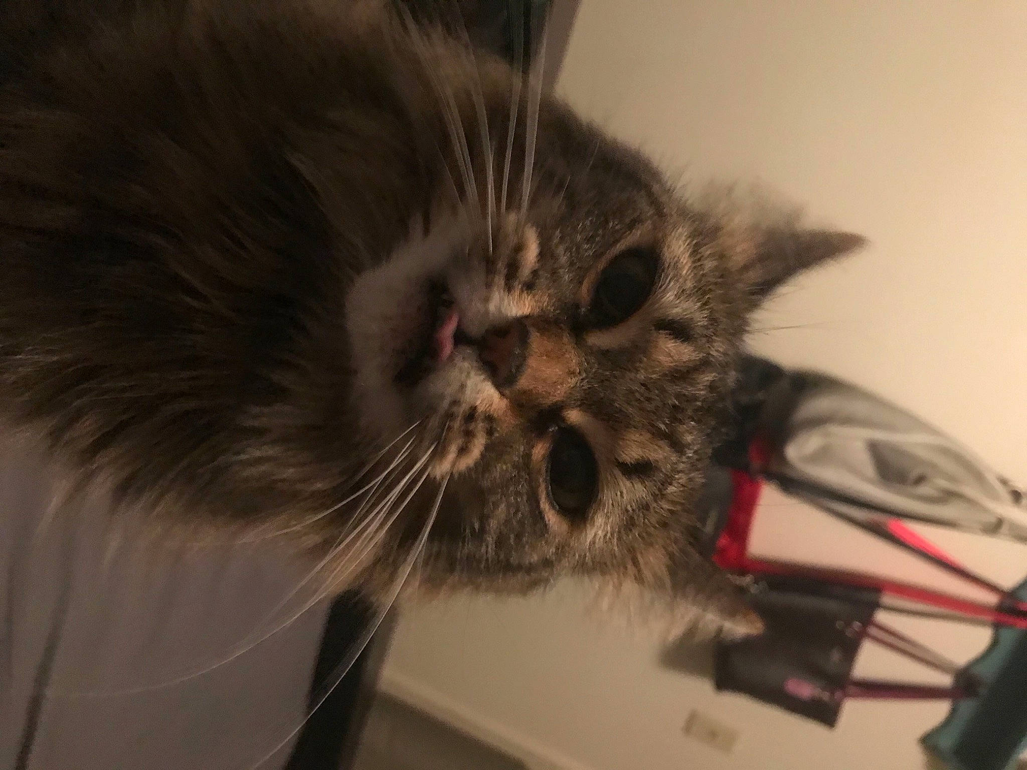 Smush joined the competition — help win amazing prizes! british_longhair, carnivore, cat, claw, comfort, domestic_short_haired_cat, felidae, fur, grey, paw, small_to_medium_sized_cats, snout, terrestrial_animal, whiskers