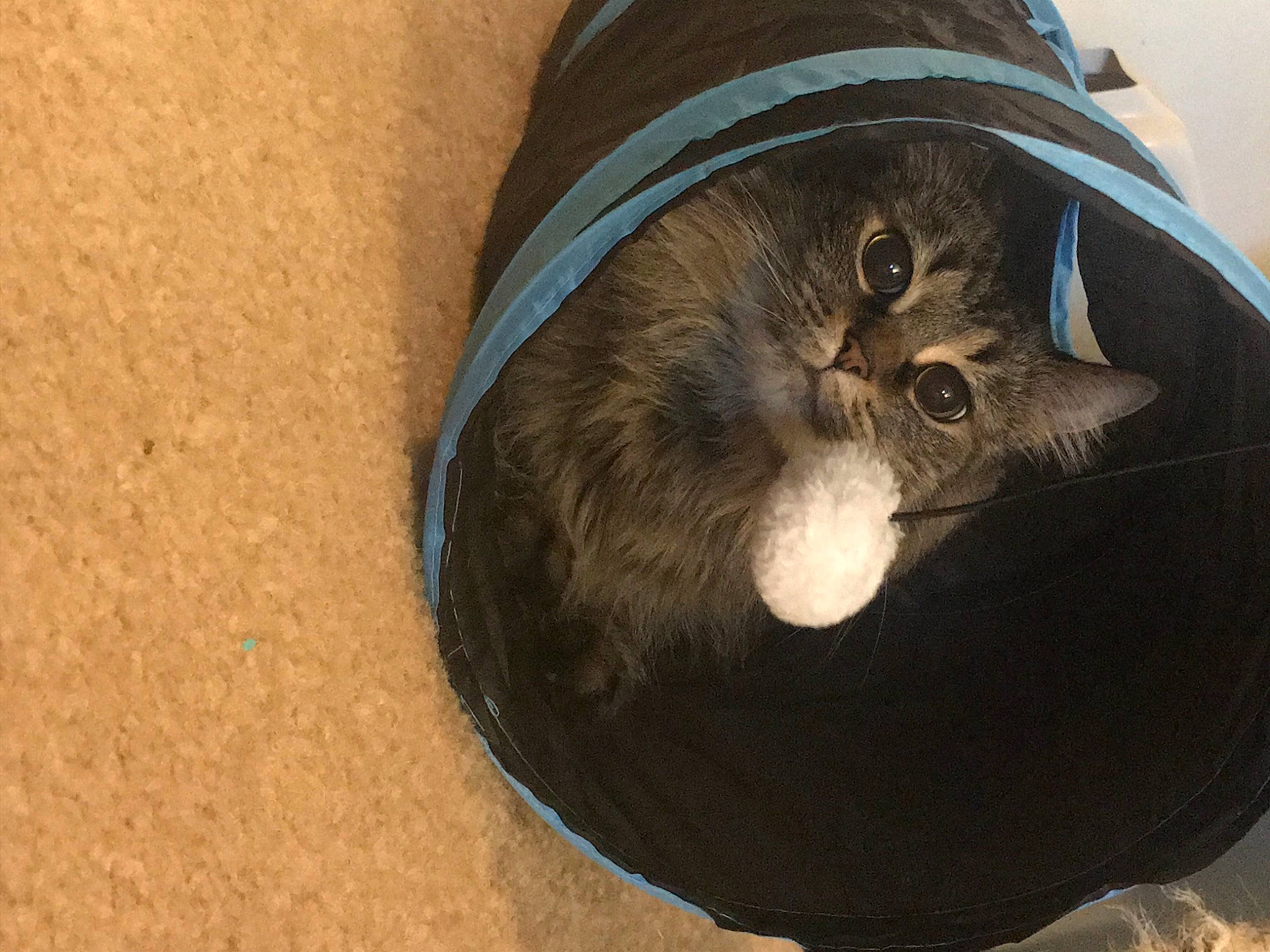 Smush joined the competition — help win amazing prizes! bag, black_cat, carnivore, cat, cat_bed, cat_supply, comfort, domestic_short_haired_cat, fashion_accessory, felidae, fur, hat, helmet, personal_protective_equipment, sleeve, small_to_medium_sized_cats, snout, tail, terrestrial_animal, whiskers