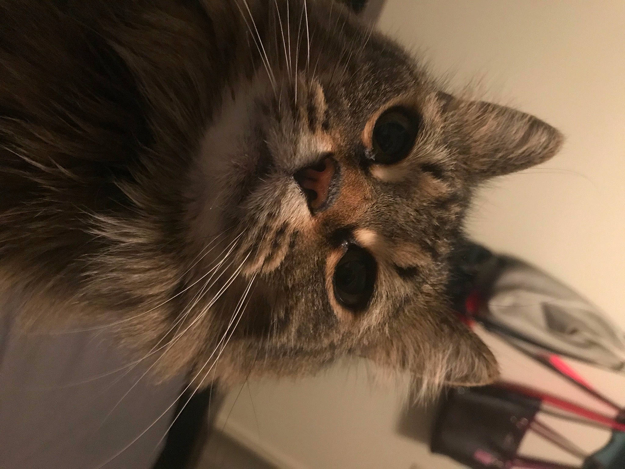 Smush is registered to the contest to win money with this photo: black_cat, carnivore, cat, claw, domestic_short_haired_cat, ear, eye, eyewear, fang, felidae, fur, paw, small_to_medium_sized_cats, snout, terrestrial_animal, whiskers, wildlife, yawn