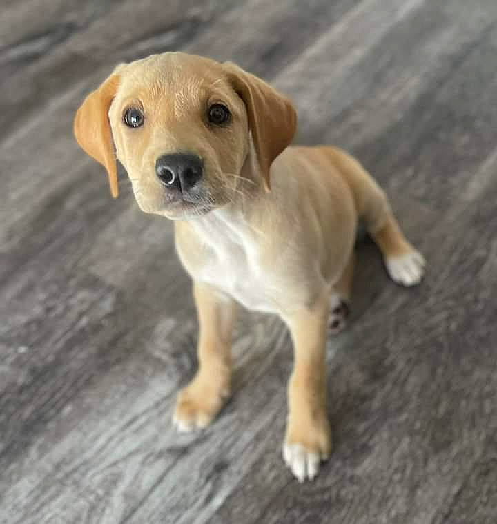 Winston Charles is registered to the contest to win money with this photo: ancient_dog_breeds, canidae, carnivore, collar, companion_dog, dog, dog_breed, dog_collar, fawn, hunting_dog, liver, paw, puppy, snout, sporting_group, tail, terrestrial_animal, whiskers, wood, working_animal