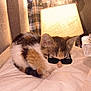 kitten, cat, sunglasses, bed, blanket, hat, plaid_shirt, indoor, cute, pet, resting, feline, cozy, animal, sleeping, domestic_cat, young_cat, fur, small_animal, accessory