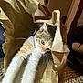 kitten, cat, paper_bag, stretching, curious, indoor, feline, brown, white, fur, whiskers, playful, cozy, carpet, pet, animal, cute, young, paw, light