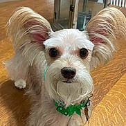 Ressie is registered to the contest to win money with this photo: animal, beard, collar, companion, curious, cute, dog, domestic_animal, ears, face, fluffy_ears, green_bow_tie, groomed, indoor, looking, pet, portrait, small_dog, standing, wooden_floor