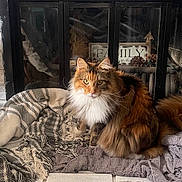 Stella joined the competition — help win amazing prizes! cat, calico, fluffy, pet, animal, blanket, fireplace, candles, decor, cozy, furniture, indoor, home, knitted, tail, fur, resting, warm, cute, household