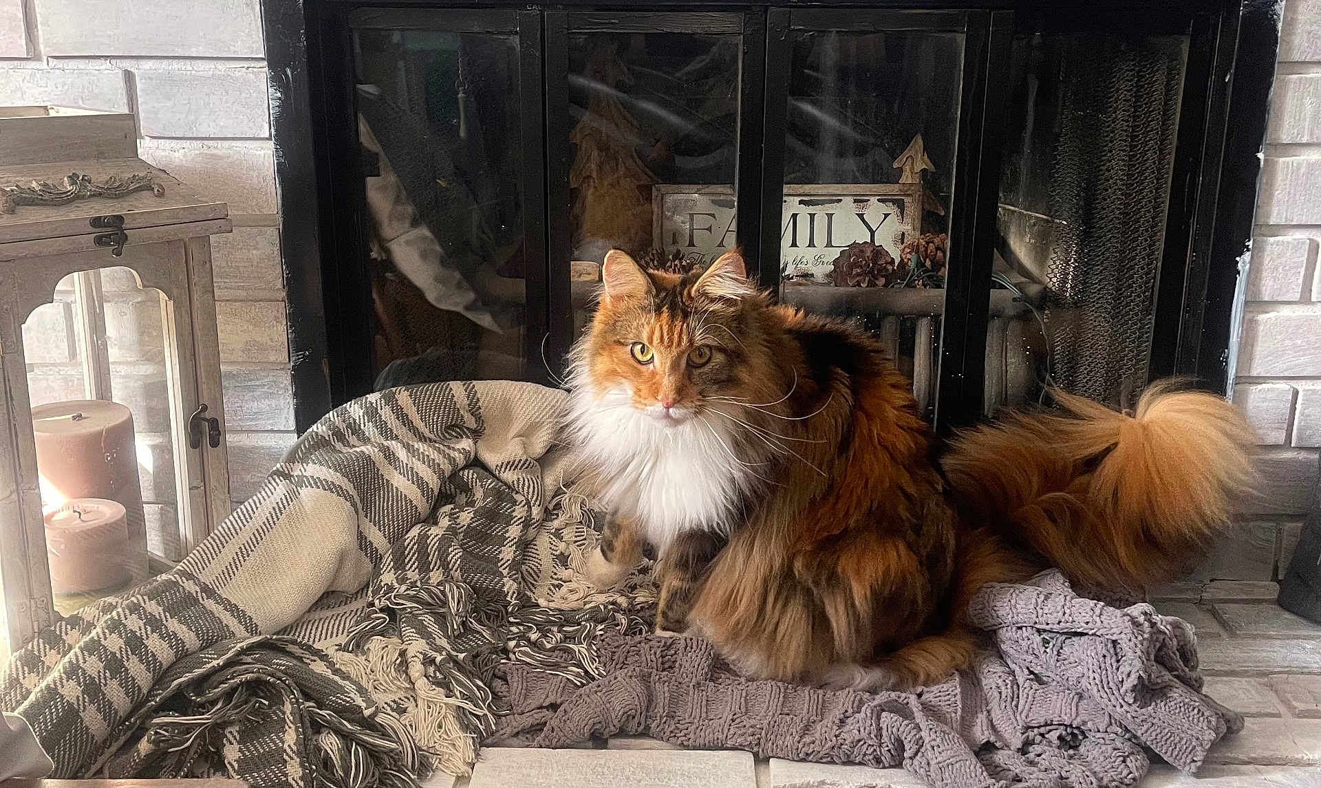 Stella joined the competition — help win amazing prizes! cat, calico, fluffy, pet, animal, blanket, fireplace, candles, decor, cozy, furniture, indoor, home, knitted, tail, fur, resting, warm, cute, household