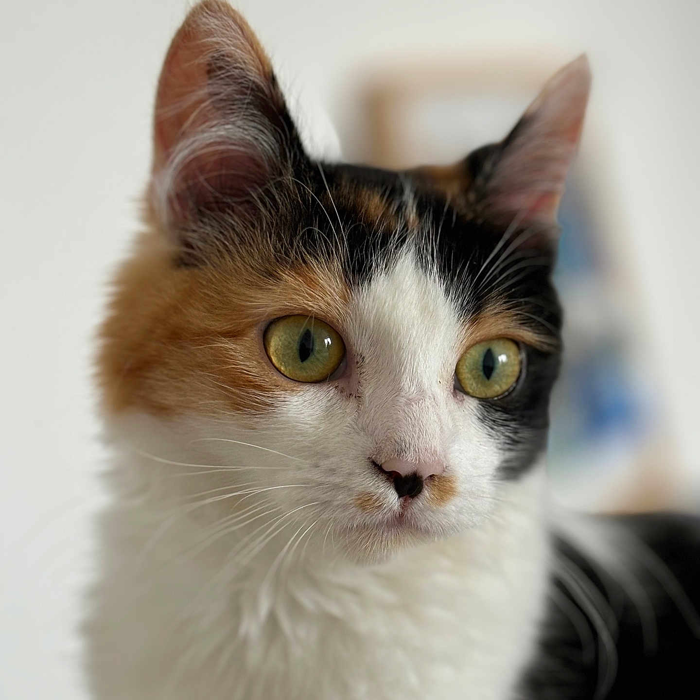 Naya participe au concours pour gagner de l'argent avec cette photo : abyssinian, angora, animal, cat, kitten, manx, pet, siamese, snout