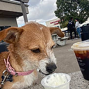 Manchas is registered to the contest to win money with this photo: bench, brown_dog, building, casual_clothing, cloudy_sky, collar, concrete, conversation, cup, daytime, dog, drink, leash, outdoor, people, pet, sidewalk, table, tree, whipped_cream