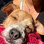Manchas is registered to the contest to win money with this photo: blanket, close_up, comfort, cozy, dog, domestic_animal, ear, fur, necklace, nose, person, pet, portrait, red_blanket, relaxation, resting, shoulder, sleeping, sunlight, warm