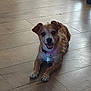 Manchas joined the competition — help win amazing prizes! animal, canine, collar, companion, cute, dog, domestic_animal, flooring, friendly, fur, happy, indoor, laying_down, mammal, pet, relaxed, small_dog, smiling, tongue_out, wooden_floor