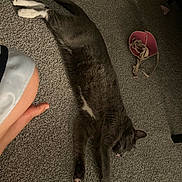 Roshi joined the competition — help win amazing prizes! cat, gray_cat, carpet, sleeping, resting, paw, animal, indoor, feline, pet, floor, human_leg, bra, clothing, relaxation, cozy, stretching, home, domestic, casual