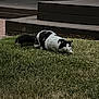 Atari is registered to the contest to win money with this photo: cat, black_and_white, grass, outdoor, animal, pet, crouching, evening, steps, porch, quiet, nature, feline, side_view, alert, mammal, domestic, calm, greenery, shadow