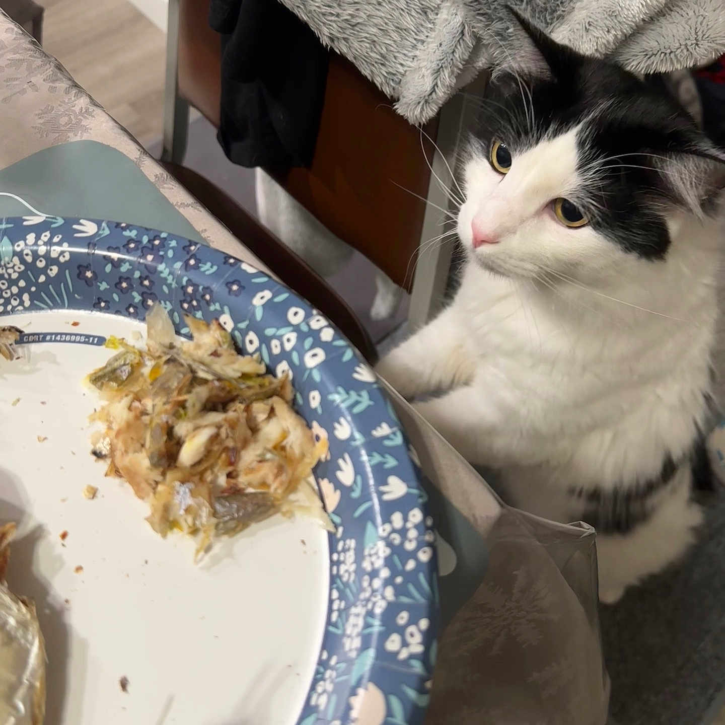 Atari is registered to the contest to win money with this photo: animal, black_and_white, cat, chair, curious, dining, domestic, fish, floor, food, fur, human_hand, indoor, kitchen, pet, plate, scraps, table, waiting, whiskers