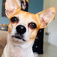 Naya participe au concours pour gagner de l'argent avec cette photo : dog, pet, indoor, close_up, ears, face, animal, canine, curious, portrait, furniture, painting, background, home, cute, small_dog, white, brown, black_nose, alert