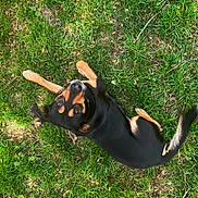 Cooper joined the competition — help win amazing prizes! animal, black_and_tan, canine, cute, daylight, dog, ears, friendly, fur, grass, ground, looking_up, lying_down, mammal, nature, outdoor, pet, playful, summer, tail