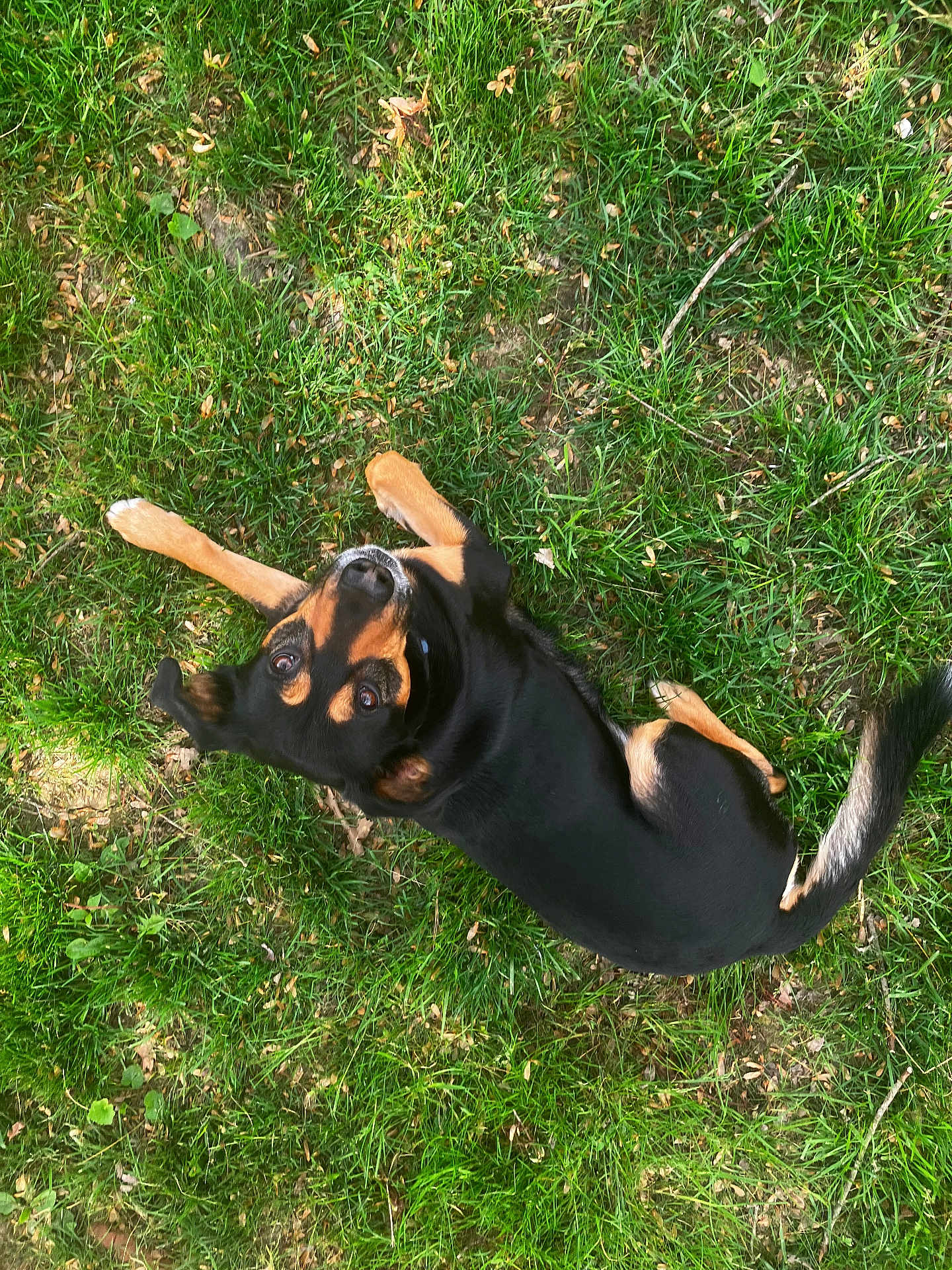 Cooper