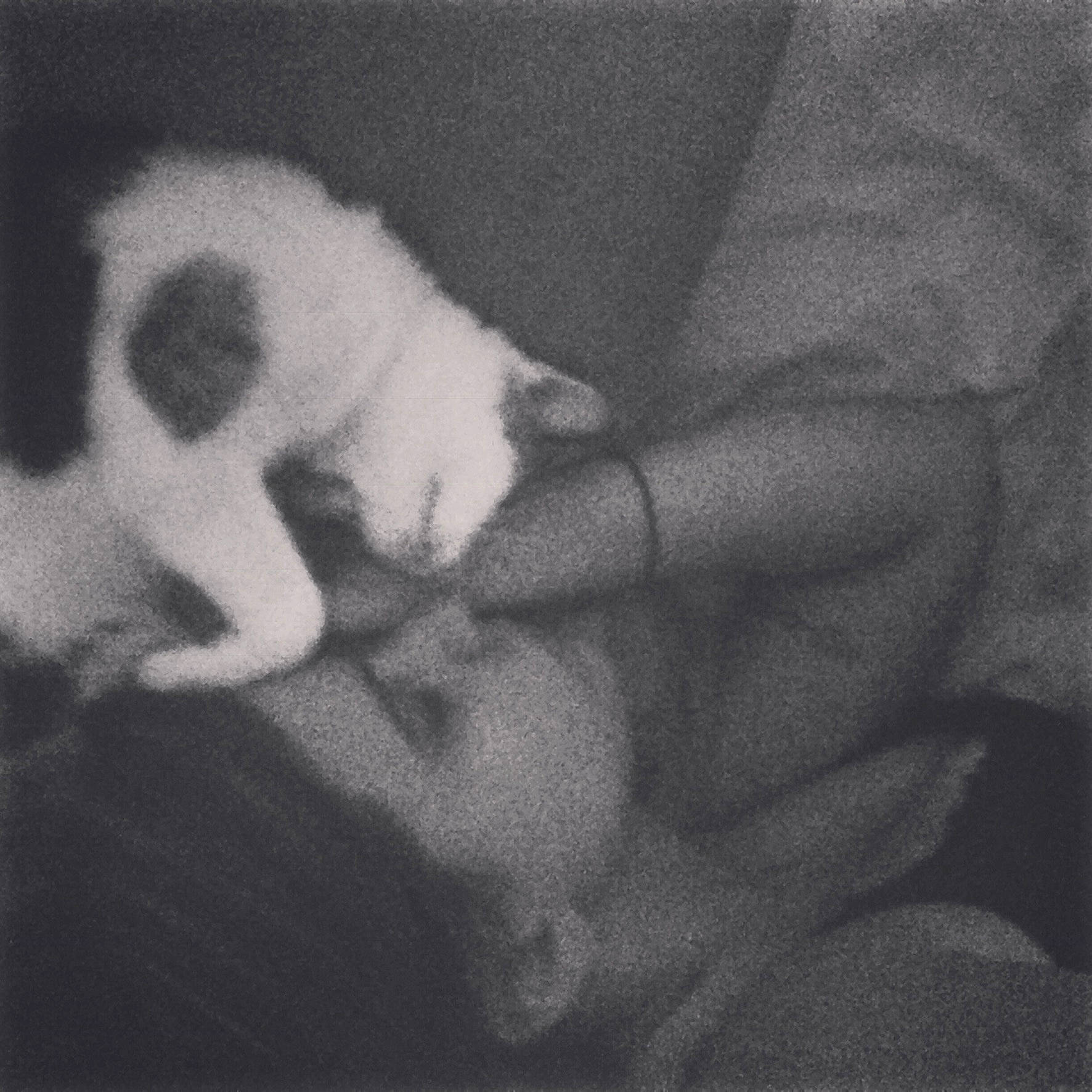 Louna a rejoint le concours — aidez-le/la à gagner de superbes lots ! black_and_white, canidae, carnivore, cat, ear, felidae, hand, kitten, leg, paw, puppy, sealyham_terrier, small_to_medium_sized_cats, tail, whiskers