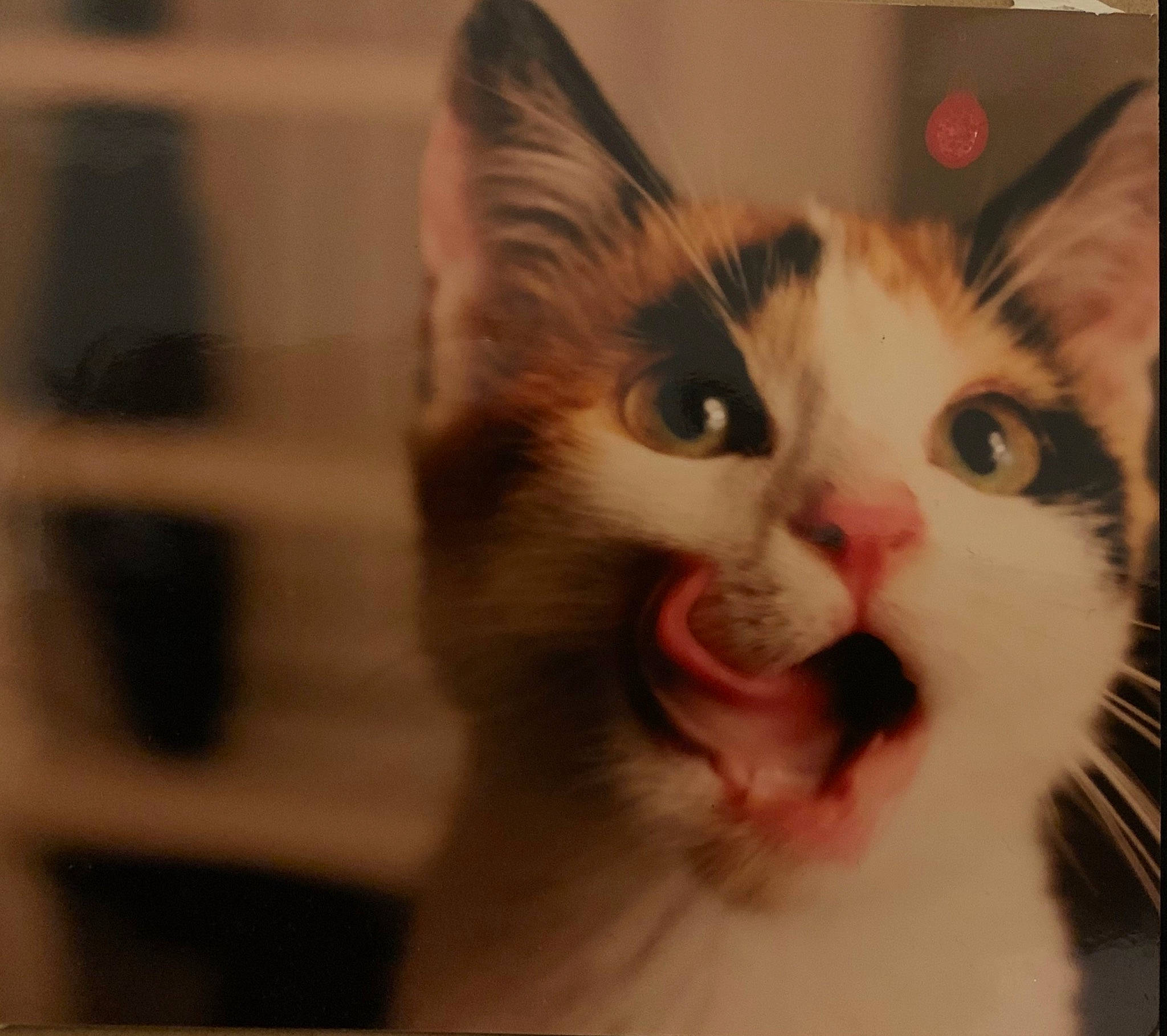 Louna a rejoint le concours — aidez-le/la à gagner de superbes lots ! aegean_cat, carnivore, cat, cheek, ear, eye, face, facial_expression, felidae, head, kitten, mammal, mouth, nose, organ, small_to_medium_sized_cats, snapshot, snout, turkish_van, whiskers