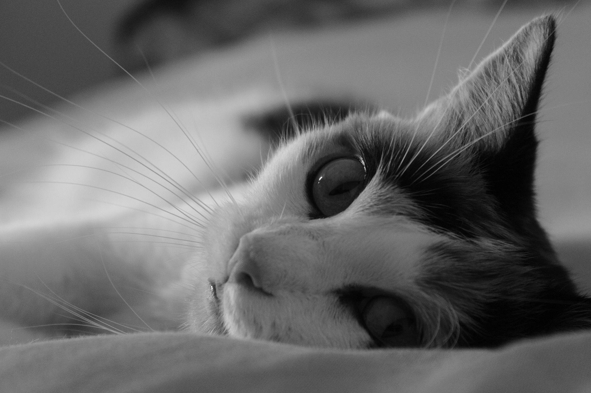 Louna a rejoint le concours — aidez-le/la à gagner de superbes lots ! aegean_cat, black_and_white, carnivore, cat, close_up, eye, face, felidae, fur, head, kitten, monochrome, monochrome_photography, nose, ojos_azules, organ, photography, small_to_medium_sized_cats, snout, whiskers