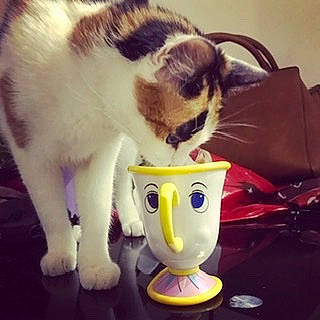 Louna participe au concours pour gagner de l'argent avec cette photo : carnivore, cat, coffee_cup, cup, dairy, domestic_short_haired_cat, drink, drinkware, felidae, fur, kitten, milk, small_to_medium_sized_cats, tail, whiskers