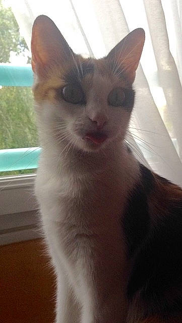 Louna a rejoint le concours — aidez-le/la à gagner de superbes lots ! carnivore, cat, ear, felidae, german_rex, javanese, kitten, mammal, oriental_longhair, small_to_medium_sized_cats, snout, tail, tonkinese, whiskers, window