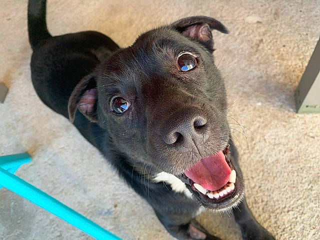 Luky participe au concours pour gagner de l'argent avec cette photo : american_pit_bull_terrier, canidae, carnivore, dog, dog_breed, fawn, formosan_mountain_dog, jaw, mammal, non_sporting_group, nose, patterdale_terrier, rare_breed_dog, snout, sporting_group, vertebrate, whiskers