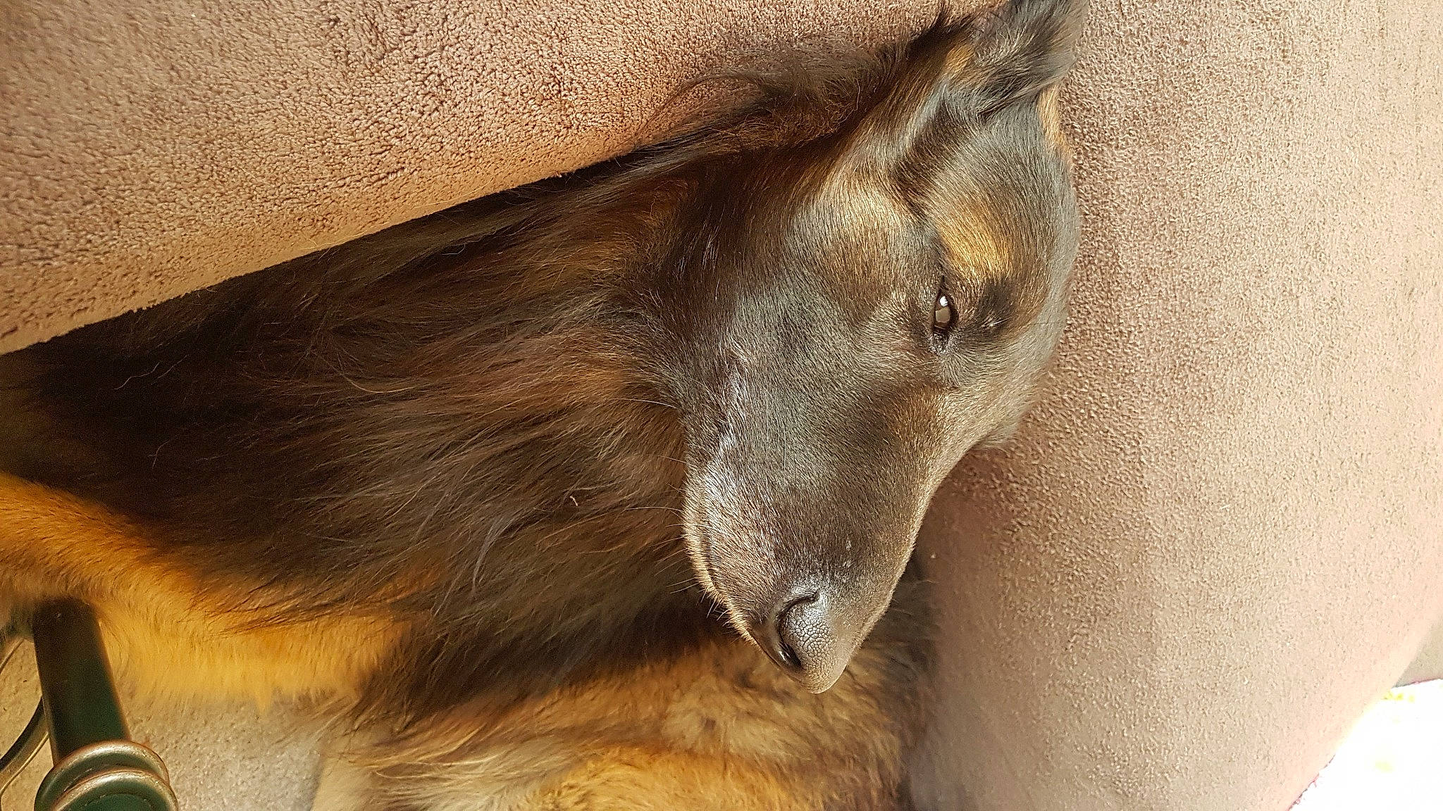 Luigi participe au concours pour gagner de l'argent avec cette photo : carnivore, dog, dog_breed, fawn, felidae, fur, liver, snout, terrestrial_animal, whiskers, wildlife, wood, working_animal