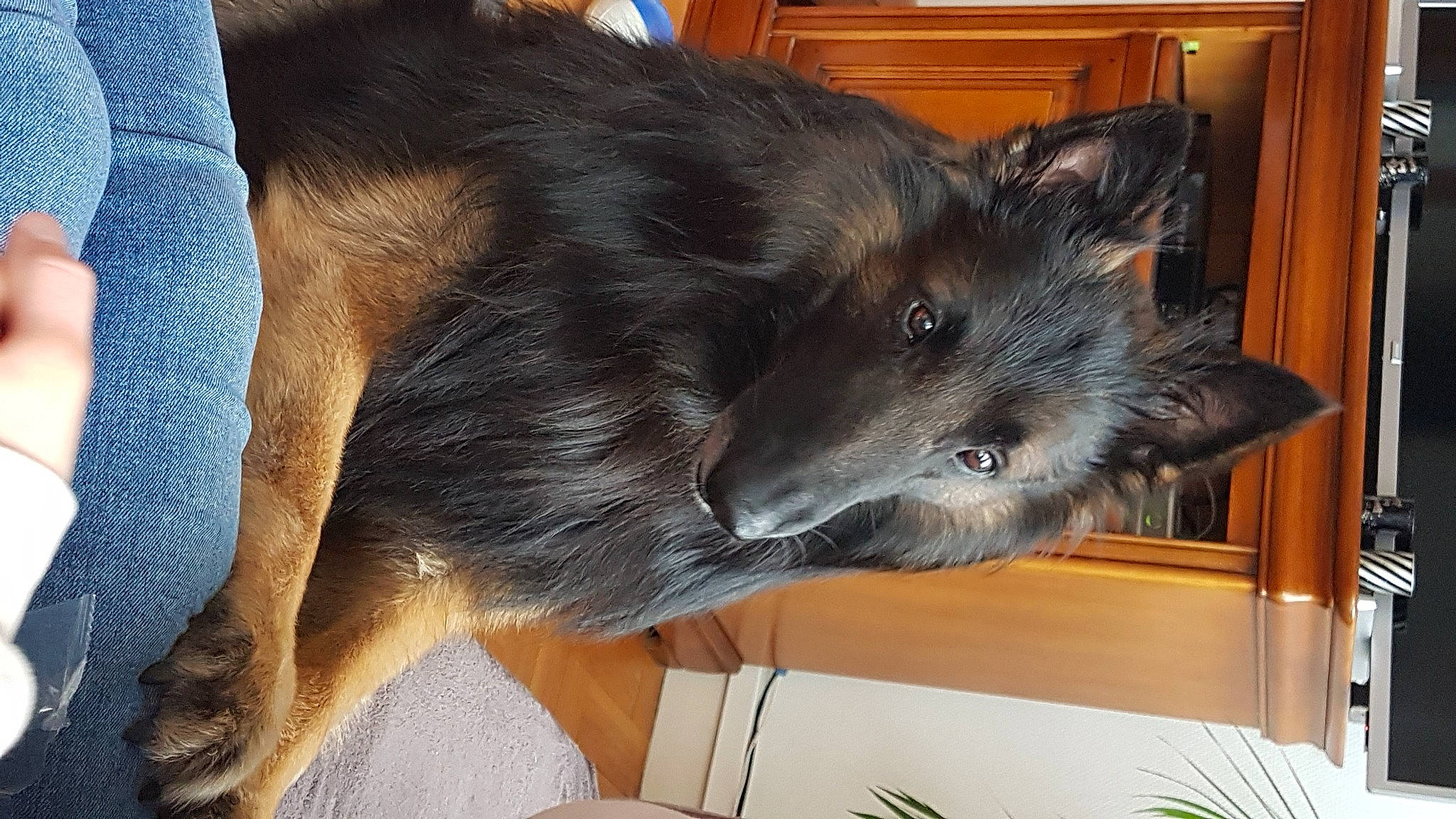 Luigi participe au concours pour gagner de l'argent avec cette photo : canidae, carnivore, collar, companion_dog, dog, dog_breed, ear, felidae, fur, liver, plant, small_to_medium_sized_cats, snout, sporting_group, whiskers, working_animal