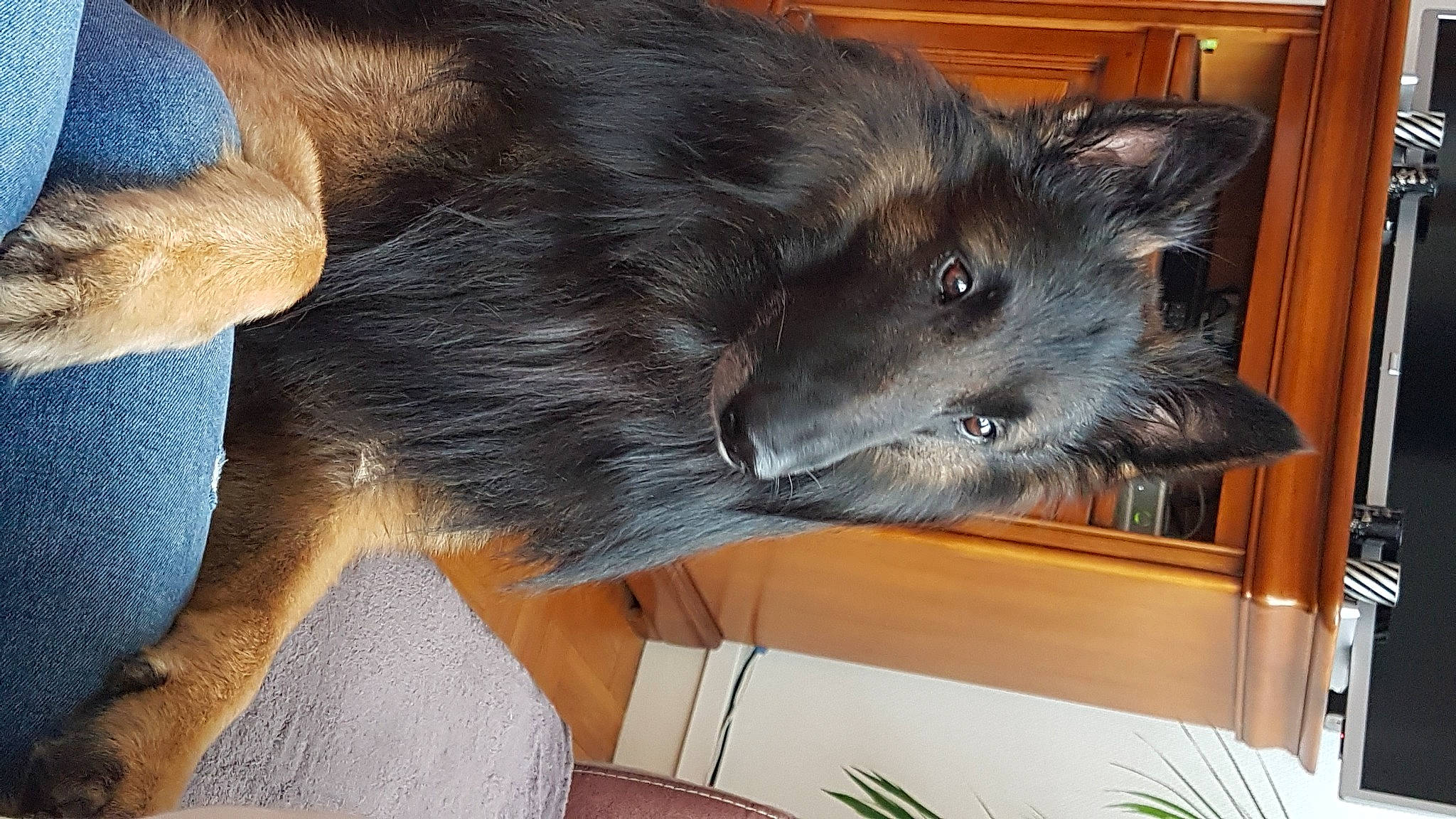 Luigi participe au concours pour gagner de l'argent avec cette photo : canidae, carnivore, claw, collar, companion_dog, dog, dog_breed, ear, felidae, fur, liver, natural_material, plant, small_to_medium_sized_cats, snout, sporting_group, tail, vertebrate, whiskers, working_animal