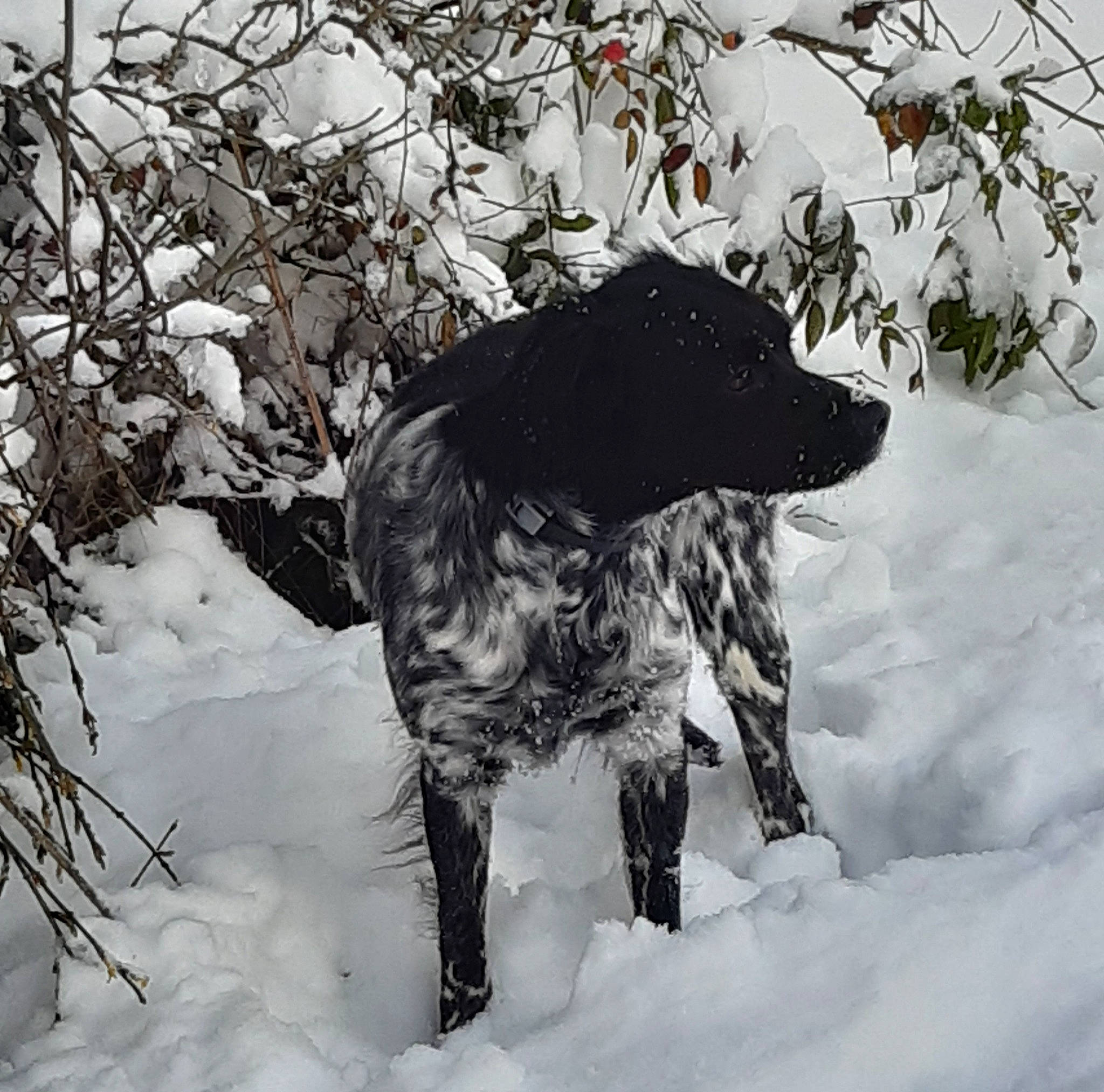 Opale participe au concours pour gagner de l'argent avec cette photo : blizzard, branch, canidae, carnivore, companion_dog, dog, dog_breed, freezing, fur, gun_dog, hunting_dog, ice, precipitation, snout, snow, sporting_group, tail, twig, winter, working_animal