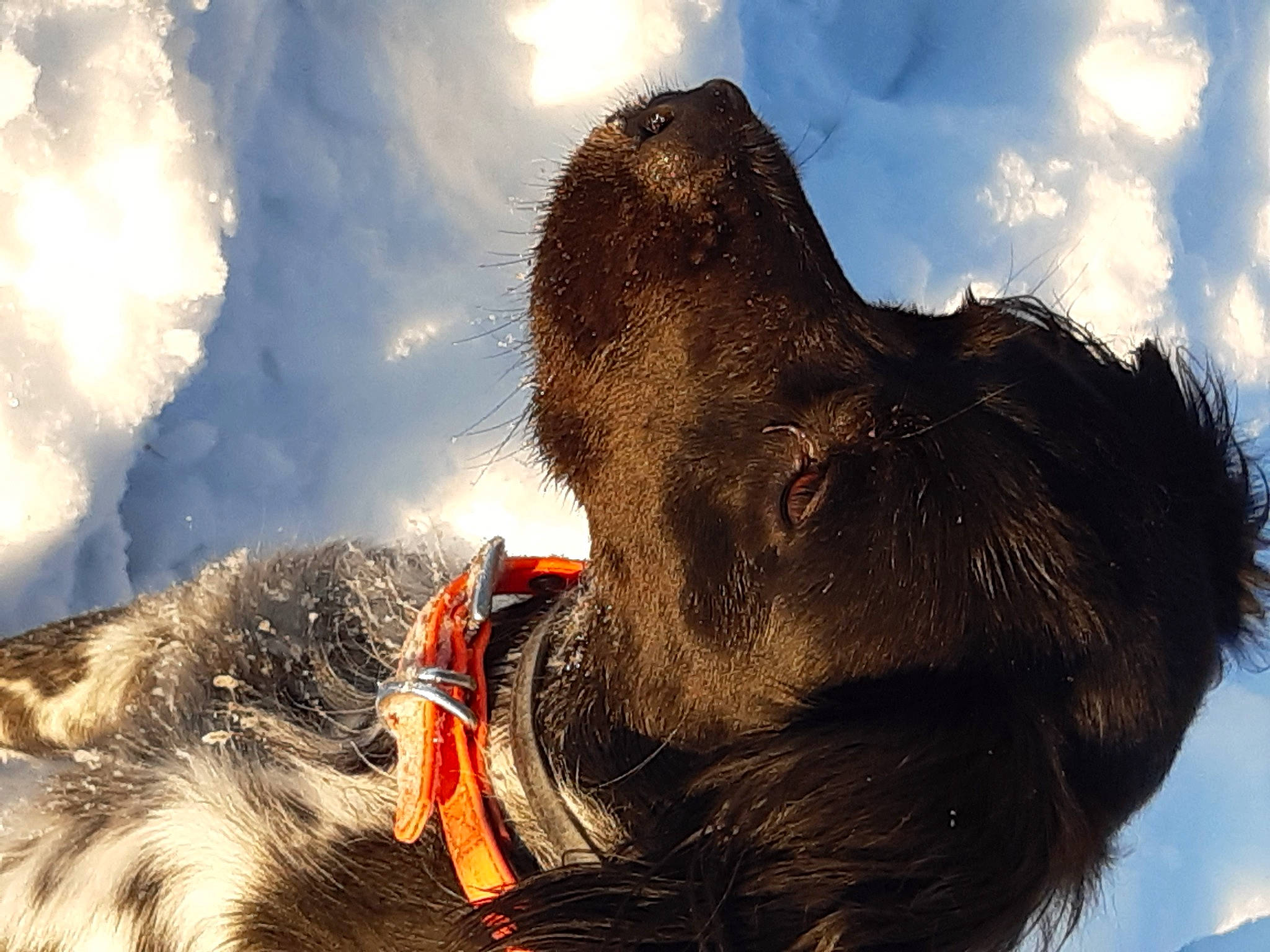 Opale a rejoint le concours — aidez-le/la à gagner de superbes lots ! backlighting, canidae, carnivore, collar, companion_dog, dog, dog_breed, dog_collar, fur, hunting_dog, liver, non_sporting_group, pet_supply, snout, sporting_group, sunlight, water_dog, working_animal, working_dog
