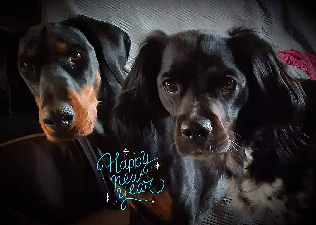 Opale participe au concours pour gagner de l'argent avec cette photo : canidae, carnivore, cocker_spaniel, companion_dog, dog, dog_breed, fur, gun_dog, hunting_dog, iris, liver, photo_caption, snout, spaniel, sporting_group, vertebrate, whiskers, working_animal, working_dog