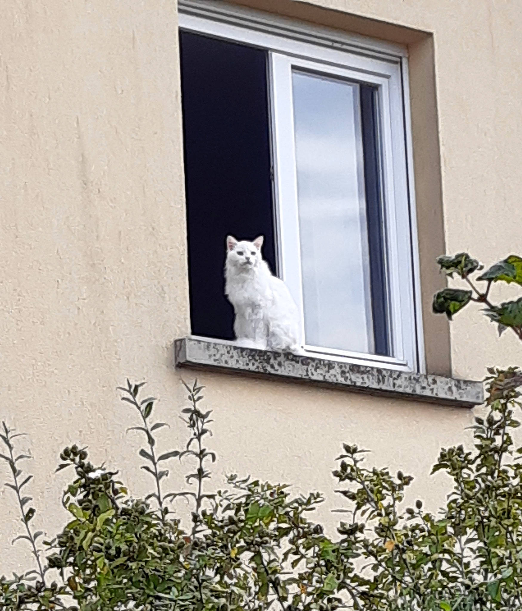 Ares participe au concours pour gagner de l'argent avec cette photo : carnivore, cat, daylighting, felidae, fixture, plant_stem, small_to_medium_sized_cats, twig, whiskers
