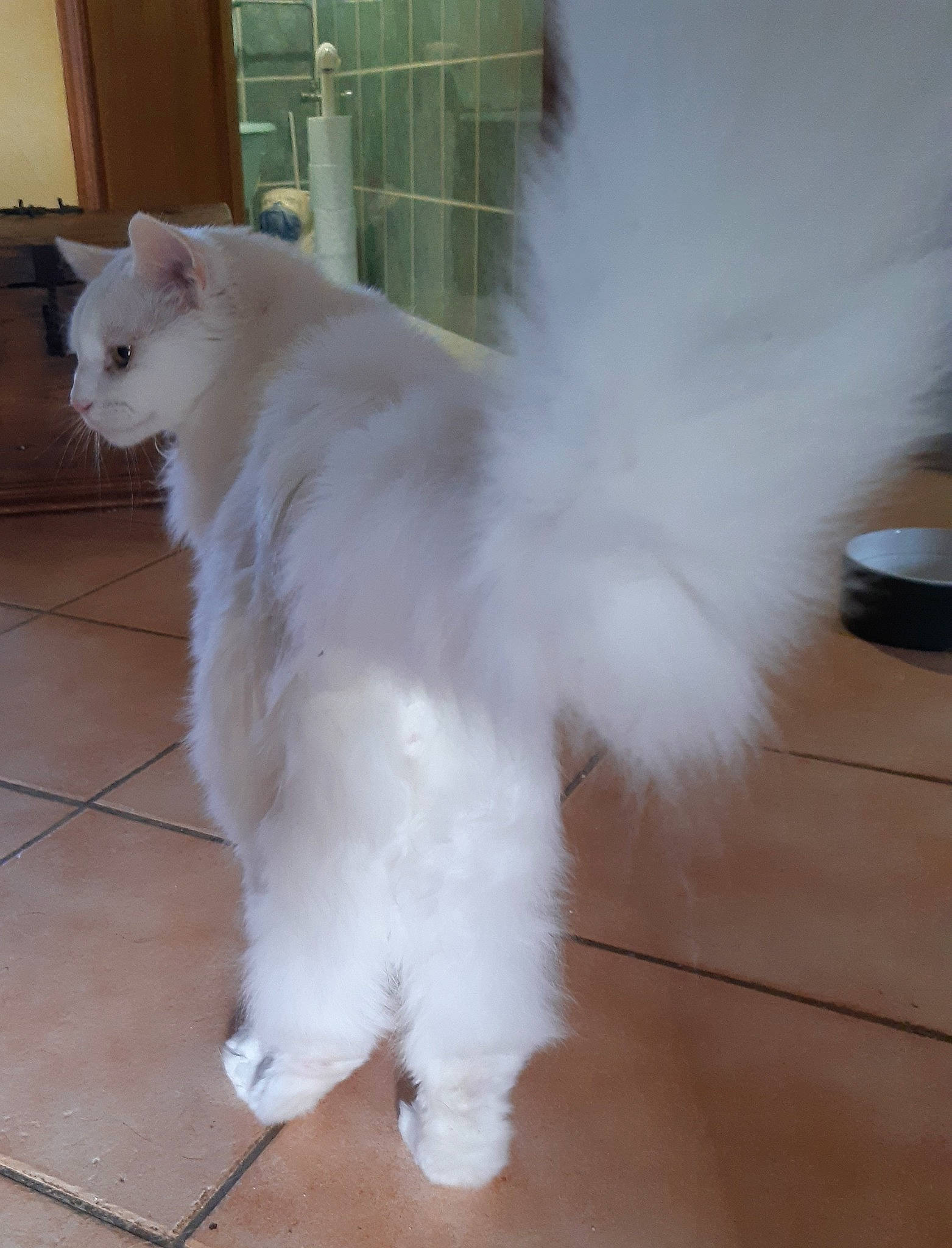 Ares participe au concours pour gagner de l'argent avec cette photo : carnivore, cat, felidae, floor, flooring, fur, grey, laminate_flooring, small_to_medium_sized_cats, tail, tile, tile_flooring, whiskers, white, wood_flooring