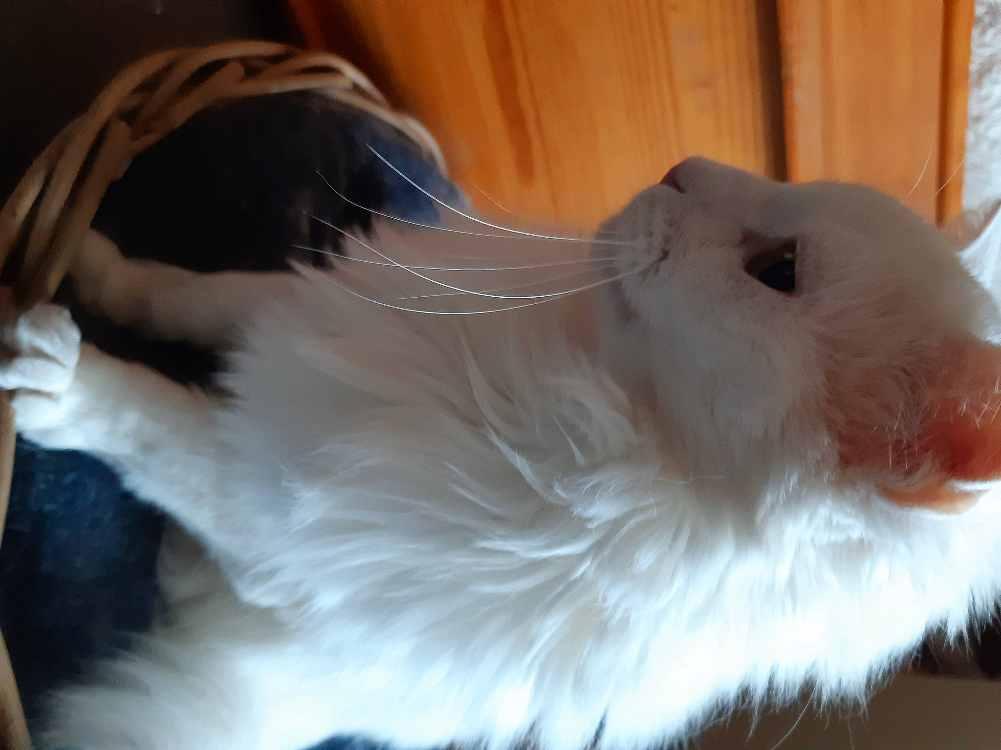 Ares participe au concours pour gagner de l'argent avec cette photo : angora_rabbit, companion_dog, dog_breed, fur, natural_material, snout, vertebrate, whiskers, working_animal
