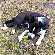 Roxey joined the competition — help win amazing prizes! dog, black_and_white, collar, grass, outdoor, pet, animal, chewing, toy, nature, lying_down, muzzle, ears, paws, fur, canine, play, relaxing, green, sniffing
