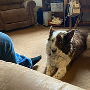 Petey is registered to the contest to win money with this photo: dog, carpet, indoor, person, jeans, black_socks, chair, recliner, purse, shelf, storage_box, bag, wooden_chair, home, furniture, pet, brown, white, relaxing, cozy