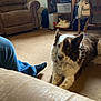 dog, carpet, indoor, person, jeans, black_socks, chair, recliner, purse, shelf, storage_box, bag, wooden_chair, home, furniture, pet, brown, white, relaxing, cozy
