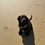 Abby participe au concours pour gagner de l'argent avec cette photo : dog, brown_dog, beach, sand, sunlight, shadow, footprints, pawprints, pet, outdoor, animal, canine, sitting, fur, harness, daylight, nature, cute, companion, playful