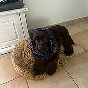 Abby participe au concours pour gagner de l'argent avec cette photo : dog, brown, scarf, woven_mat, tile_floor, indoor, pet, cute, animal, fashion, accessory, floor, fur, domestic_animal, portrait, sitting, headwear, cozy, home, canine