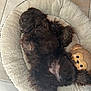 dog, sleeping, bed, plush_toy, monkey_toy, tile_floor, fluffy, brown, pet, cozy, resting, cute, indoor, fur, relaxed, animal, paw, snuggle, domestic, companion