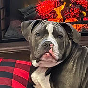 Jax is registered to the contest to win money with this photo: animal, black, canine, comfort, cozy, cushion, dog, ears, fireplace, fur, home, indoor, muzzle, pet, plaid, red, relaxed, resting, snout, warmth
