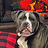 dog, fireplace, cushion, red, black, indoor, pet, relaxed, cozy, plaid, fur, canine, home, warmth, resting, animal, comfort, muzzle, ears, snout