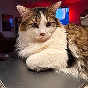 Rand Al' Thor joined the competition — help win amazing prizes! animal, brown, cat, closeup, domestic, face, feline, fluffy, fur, household, indoor, laptop, orange, pet, portrait, relaxed, resting, tabby, whiskers, white