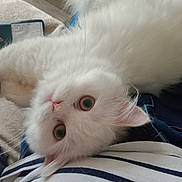 Zoé participe au concours pour gagner de l'argent avec cette photo : abyssinian, angora, animal, cat, kitten, manx, pet, siamese