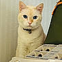 animal_portrait, bell, blue_eyes, cat, close_up, collar, cream_colored, curious, cute, domestic_animal, egg_carton, feline, green_bag, indoor, looking_at_camera, pet, serious_expression, table, wallpaper, whiskers