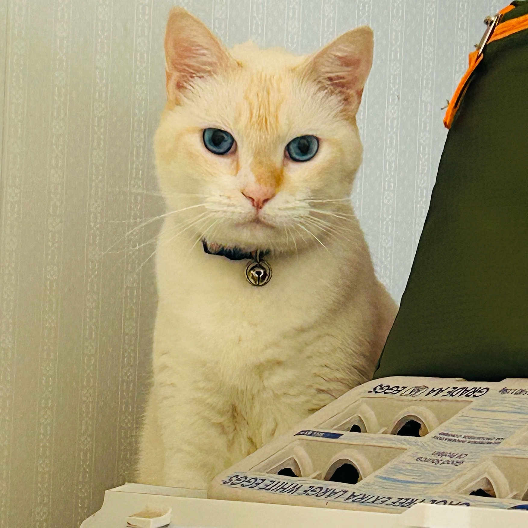 Chum joined the competition — help win amazing prizes! animal_portrait, bell, blue_eyes, cat, close_up, collar, cream_colored, curious, cute, domestic_animal, egg_carton, feline, green_bag, indoor, looking_at_camera, pet, serious_expression, table, wallpaper, whiskers
