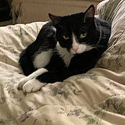 Dottie joined the competition — help win amazing prizes! cat, black_and_white, bed, bedspread, floral_pattern, indoor, pet, animal, feline, resting, cozy, cute, whiskers, paws, curious, looking, soft_light, relaxed, closeup, domestic